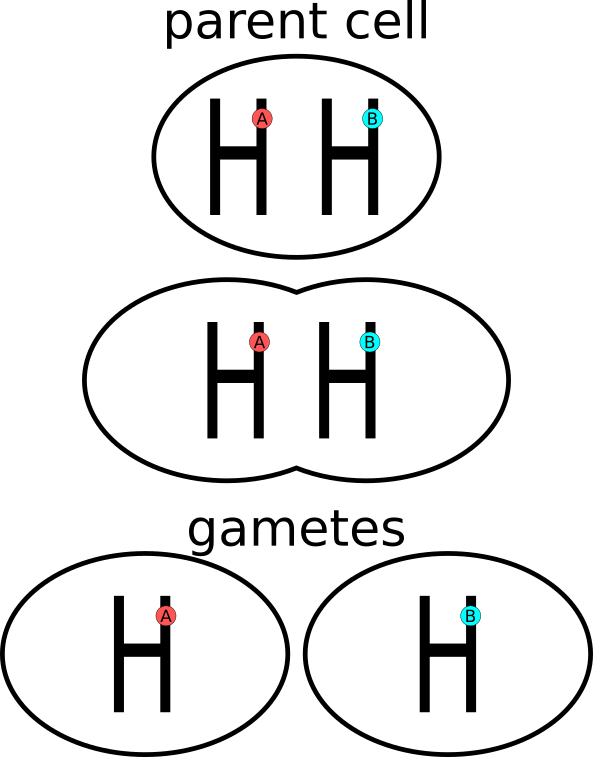 Figure 1: Meiosis. Splitting of a cell of a person with blood group AB.